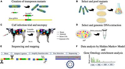 Frontiers | Identification Of Essential Genes In Mycobacterium Avium ...